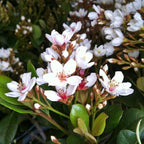 Snow White Indian Hawthorn (2.5 Gallon) White Blooming Evergreen Shrub - Full Sun Live Outdoor Plant