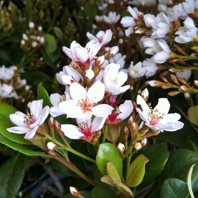Snow White Indian Hawthorn (2.5 Gallon) White Blooming Evergreen Shrub - Full Sun Live Outdoor Plant