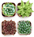 Shop Succulents Echeveria & Rosette Live Succulent Variety Pack – Fully Rooted 2" Potted Plants for Gifts, Favors, DIY Projects, Terrariums, Home Décor, and Garden Arrangements, 4 Pack