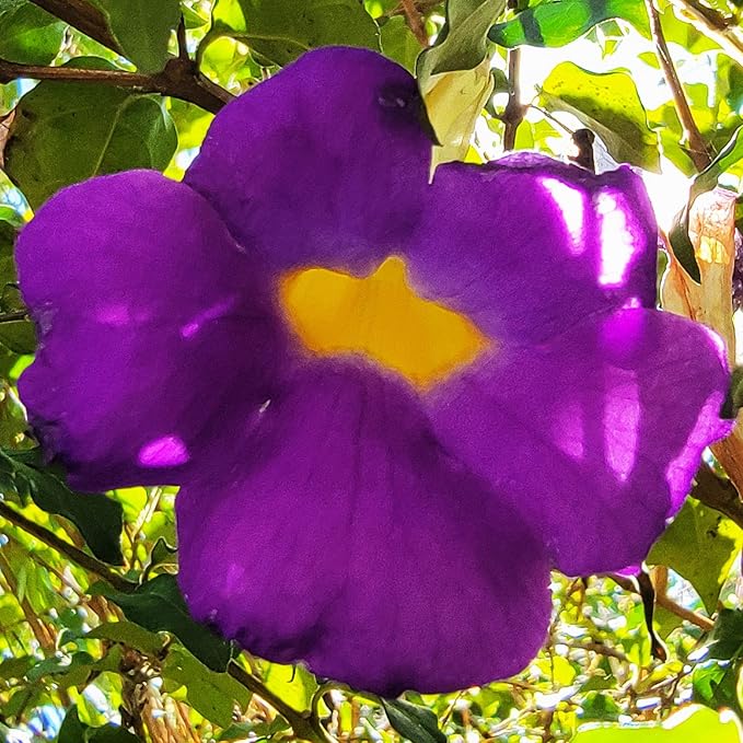 Kings Mantle - Thunbergia erecta - Live Shrub Plant - Vivid Purple Yellow Flower -Emerald Goddess Gardens - Starter Sz 4 Inch Pot
