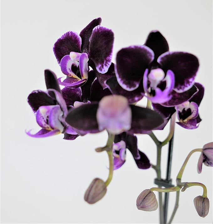Athena's Garden Live Orchid Plant, Purple, Double Spike Phalaenopsis Blooming in Glass Container, Long Lasting, Easy Care, Model: Orchid PA-OPP3P