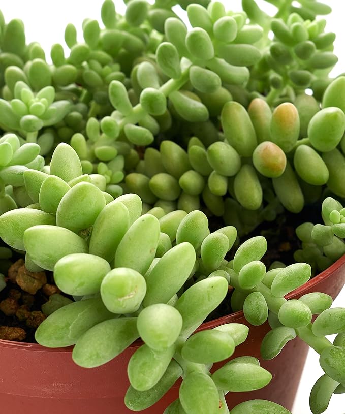 Shop Succulents | Hanging Collection of Live Succulent Plants, Hand Selected String of Pearls & Burrito Sedum Variety | Collection of 2 in 6" Grow Pot