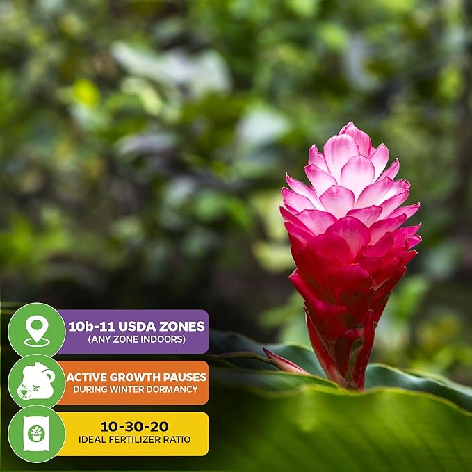 Hot Pink Ginger Live Herb Plant - Alpinia purpurata - by Wellspring Gardens - Vibrant Tropical Flora, Ideal for Garden Enthusiasts and Home Decor