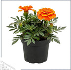Live Flowering Marigold - Durango Orange (4 Per Pack), Beautiful Spring Color, 8" Tall by 4" Wide in 1 Pt Pot