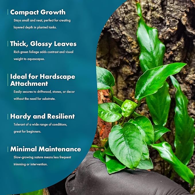 SubstrateSource Anubias Live Aquarium Plants - Potted Freshwater Plant for Fish Tanks, Terrariums - Beginner Friendly Low Light (Nana, 3 Pots)