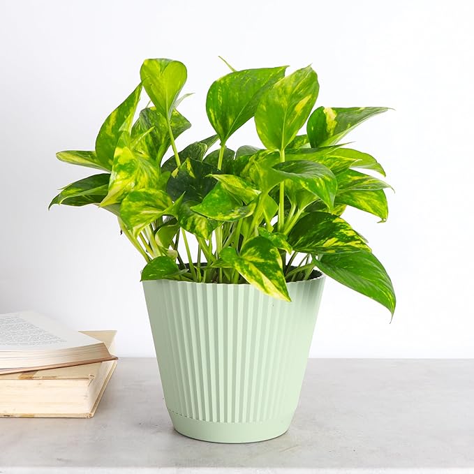 Thorsen's Greenhouse Golden Pothos, Live Indoor Vining Plant, Easy to Grow, Variegated Houseplant, Natural Air Purifier (Sage, 6-inch Pot)