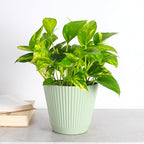 Thorsen's Greenhouse Golden Pothos, Live Indoor Vining Plant, Easy to Grow, Variegated Houseplant, Natural Air Purifier (Sage, 6-inch Pot)