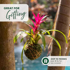 Better-GRO Bromeliad Hanging Kokedama – Indoor/Outdoor Decorative Planter, Low Maintenance Houseplant, Unique Home Decor - 12” Tall