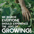 Kale Garden Seeds - Vates Blue Scotch Curled - 5 Lbs - Non-GMO, Heirloom- Vegetable Gardening & Micro Greens