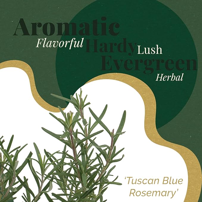 12 Tuscan Blue Rosemary, Live Plants – Rosmarinus Officinalis – Hardy & Fragrant Herb in 2.5” Nursery Pots – Grows Up to 5 Ft, Easy to Maintain, Great for Cooking, Landscaping & Aromatherapy
