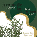 6 Tuscan Blue Rosemary, Live Plants – Rosmarinus Officinalis – Hardy & Fragrant Herb in 2.5” Nursery Pots – Grows Up to 5 Ft, Easy to Maintain, Great for Cooking, Landscaping & Aromatherapy