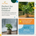 Red Lime Tree Live Plants 13" - 22" Tall – Indoor Outdoor Fruit Tree Plant Growing, Live Citrus Tree Mothers Day Gift for Mom Home Garden Patio and Decor Use, Cannot Ship CA AZ TX LA by Via Citrus