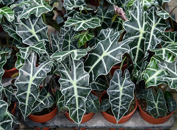 Alocasia Polly African Mask Plant | 10-12 inch Tall | Indoor Live Plant | Easy Care and Rare Plant in 4 inch Pot