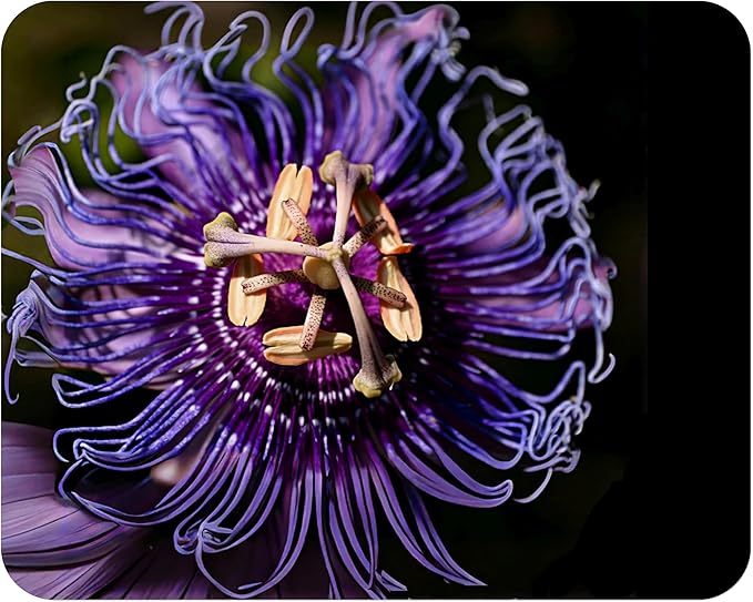 Incense - Passion Flower Vine - Passiflora Incarnata Hybrid - Live Buttefly Plant - Fragrant Purple Bloom - Emerald Goddess Gardens - Starter Sz 4 Inch Pot