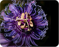 Incense - Passion Flower Vine - Passiflora Incarnata Hybrid - Live Buttefly Plant - Fragrant Purple Bloom - Emerald Goddess Gardens - Starter Sz 4 Inch Pot