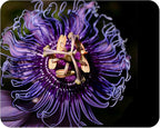 Incense - Passion Flower Vine - Passiflora Incarnata Hybrid - Live Buttefly Plant - Fragrant Purple Bloom - Emerald Goddess Gardens - Starter Sz 4 Inch Pot