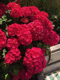 Live Hydrangea Plant - Perennial Flowering Shrub - Magical Hardy Balcony Rare Species Ornamental Value (1, G)