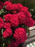 Live Hydrangea Plant - Perennial Flowering Shrub - Magical Hardy Balcony Rare Species Ornamental Value (1, G)