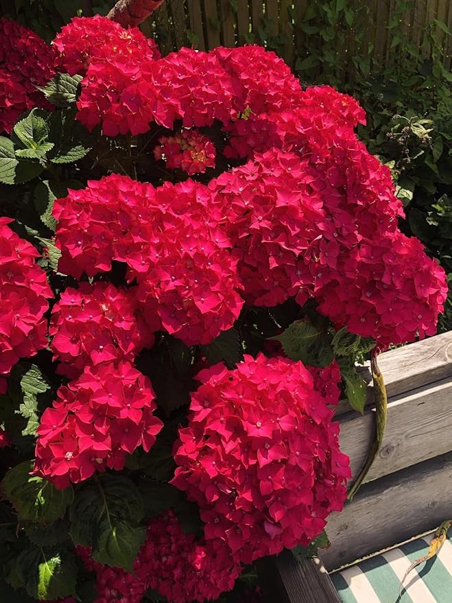 Live Hydrangea Plant - Perennial Flowering Shrub - Magical Hardy Balcony Rare Species Ornamental Value (1, G)