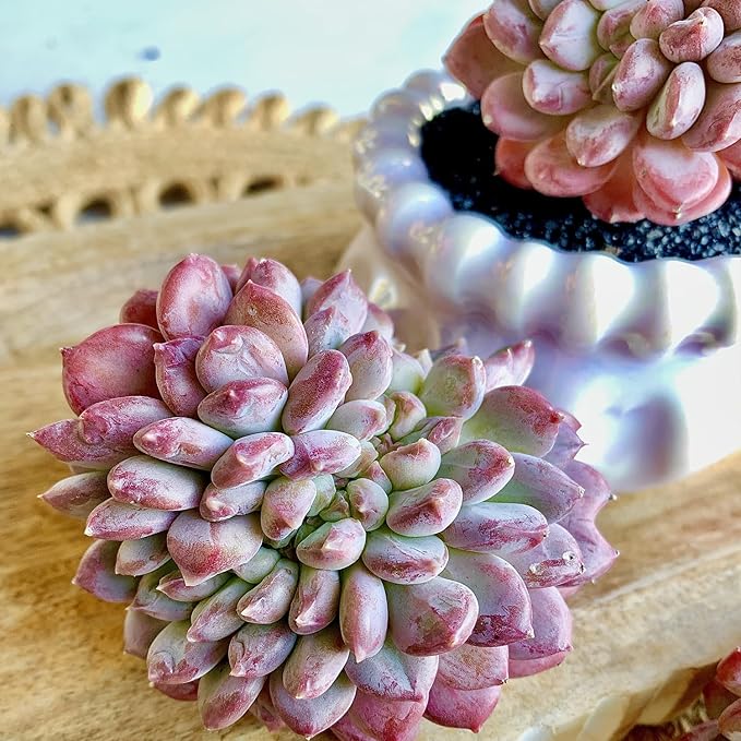 FWPP Succulents Plants Live Echeveria ‘Pink Jenny’,Mini Succulents Red 3 inches Mini Succulents,Bare Root Without Pot,Succulent Plant Live Decoration Plant Gifts
