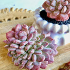 FWPP Succulents Plants Live Echeveria ‘Pink Jenny’,Mini Succulents Red 3 inches Mini Succulents,Bare Root Without Pot,Succulent Plant Live Decoration Plant Gifts