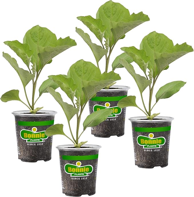 Bonnie Plants Ichiban Type Japanese Eggplant - 4 Pack Live Plants, Great in Containers, 10in. Long Fruit, Perfect for Grilling & Roasting, Green