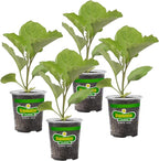 Bonnie Plants Ichiban Type Japanese Eggplant - 4 Pack Live Plants, Great in Containers, 10in. Long Fruit, Perfect for Grilling & Roasting, Green
