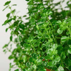 Nettle Baby's Tear'Live Plant for Indoor | Different Houseplants in 4'' & 6'' Pot | Real House Plant for Living Room, Office, Desk & Bathroom | Soleirolia Soleirolii