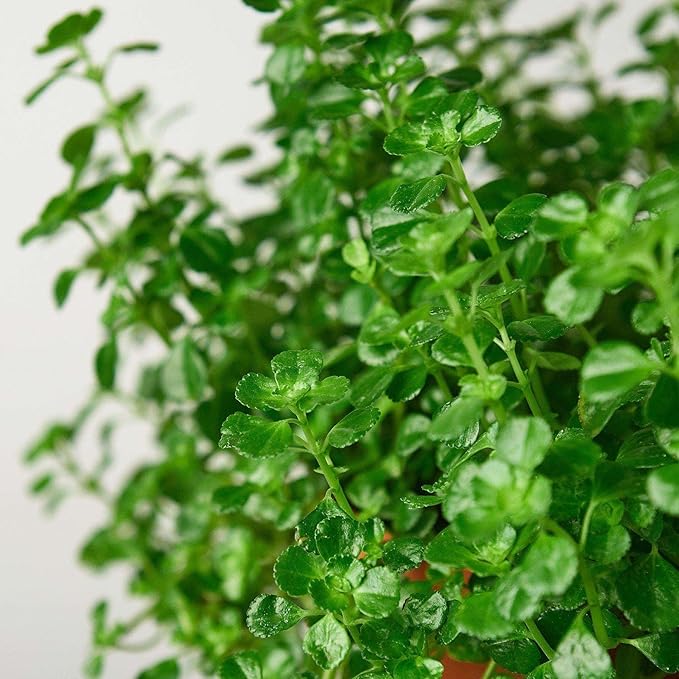 Nettle Baby's Tear'Live Plant for Indoor | Different Houseplants in 4'' & 6'' Pot | Real House Plant for Living Room, Office, Desk & Bathroom | Soleirolia Soleirolii