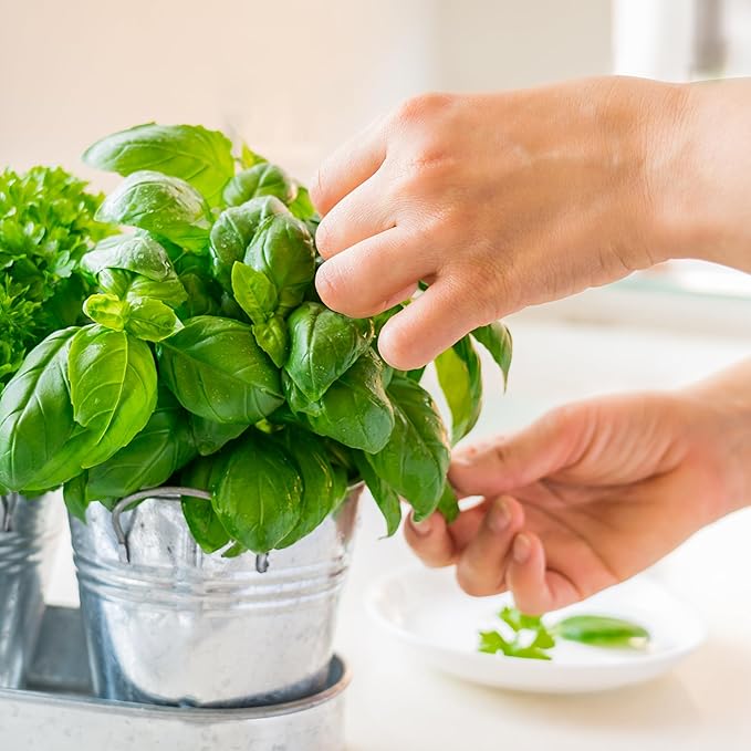 Seed Needs Sweet Basil & Italian Oregano Seeds for Planting Fresh Kitchen Herbs - Non-GMO Heirloom & Untreated Perennial & Annual Herb Seed to Plant a Culinary Garden Indoors or Outdoors (2 Pack Duo)