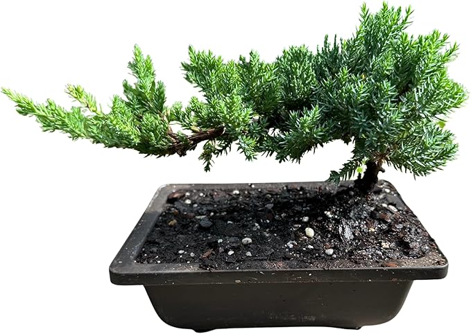 Live Dwarf Juniper Bonsai Tree | Potted in Plastic Pot | 3 Years Old | 100% Handcrafted | Outdoor Bonsai | Unique Gift for Birthday, Graduation, Anniversary