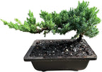Live Dwarf Juniper Bonsai Tree | Potted in Plastic Pot | 3 Years Old | 100% Handcrafted | Outdoor Bonsai | Unique Gift for Birthday, Graduation, Anniversary