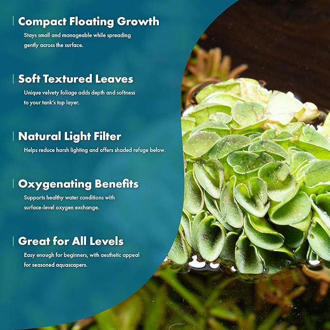 SubstrateSource Salvina Cucullata Fern Floating Live Aquarium Plant - Natural Freshwater Fish Tank Decorations and Aquatic Decor