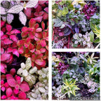 RedCrocus Assorted Terrarium Foliage Plants- Indoor Friendly, Pet Safe, Decorative Small Leaf Varieties for Indoor Gardens & Containers 2.5" Pot (Pack of 20)
