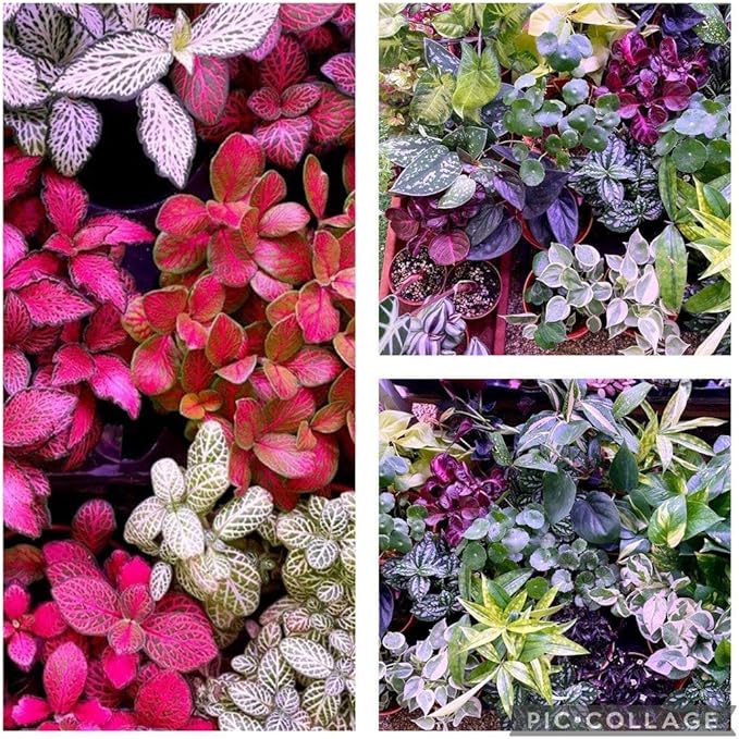 RedCrocus Assorted Terrarium Foliage Plants- Indoor Friendly, Pet Safe, Decorative Small Leaf Varieties for Indoor Gardens & Containers 2.5" Pot (Pack of 20)