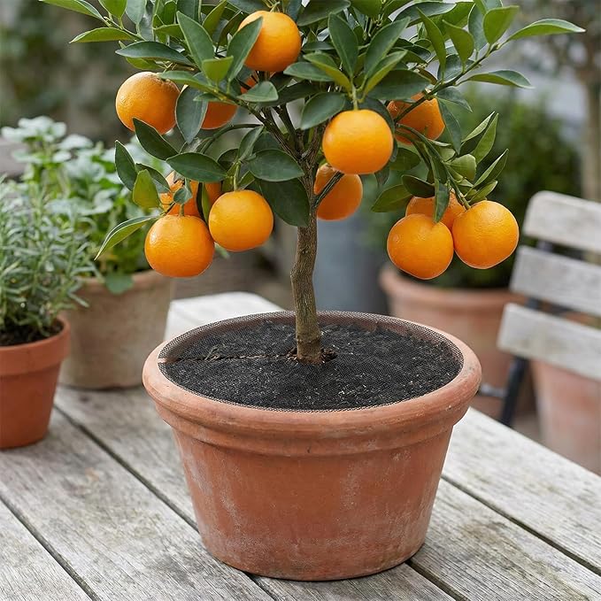 6 Pcs Plant Pot Covers, 15.7 Inch Cuttable Plant Pot Soil Covers Plant-Pot Grids, Indoor Plant-Pot Soil Guard Protector from Animals for Indoor and Outdoor Plants