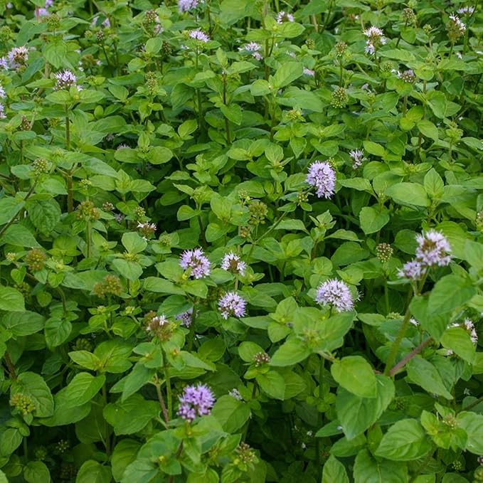 Chalily Water Mint, a Great Live Pond Plant for Your Water Garden. Filters The koi and Goldfish Pond. Good for Bogs, Plant Shelf or Shallow Water This marginal Aquatic is a Real Beauty