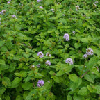 Chalily Water Mint, a Great Live Pond Plant for Your Water Garden. Filters The koi and Goldfish Pond. Good for Bogs, Plant Shelf or Shallow Water This marginal Aquatic is a Real Beauty