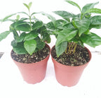 *Two Arabica Coffee Bean Plant 4" Pot Grow & Brew Your Own Coffee Beans