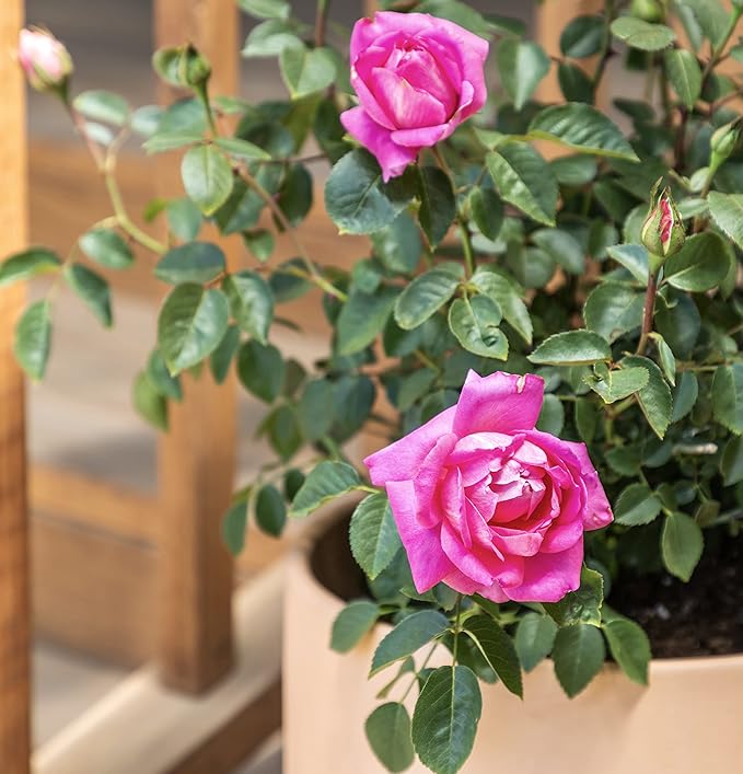 Fresh Roses for Delivery Prime, Pink Roses Live Rose Bush Plants, Indoor Rose Plant Lover Gifts, Fresh Flowers for Delivery Prime, Potted Rose Plant Live Plants, Live Outdoor Plants by Plants for Pets
