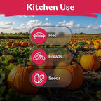 KVITER 25 Big Max Pumpkin Seeds for Planting (Cucurbita Pepo) – Giant Heirloom & Organic Pumpkin Seeds, Up to 100 lbs – Ideal Vegetable Seed Packets for Home Outdoor Garden