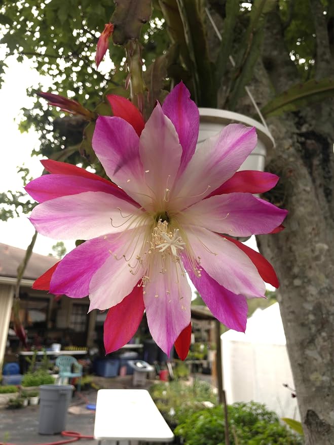 Epiphyllum 'Wild Thing' Fully-Rooted Starter Pot - Orchid Cactus Hybrid - Indoor Outdoor Plant - Central America Origin - No Shipping to California or Arizona