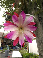 Epiphyllum 'Wild Thing' Fully-Rooted Starter Pot - Orchid Cactus Hybrid - Indoor Outdoor Plant - Central America Origin - No Shipping to California or Arizona