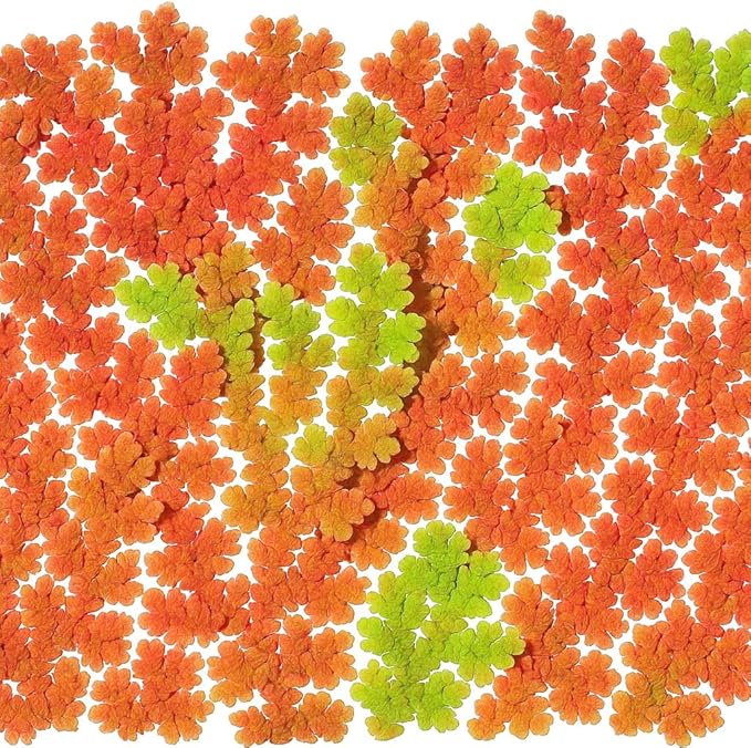 Azolla caroliniana Live Floating Pond Plant Huge Portion Mosquito Fern Water Velvet Fairy Moss Aquarium Outdoor Ponds Fast Growth Outcompetes Algae Fish Food filiculoides Live Aquarium Floating Plant