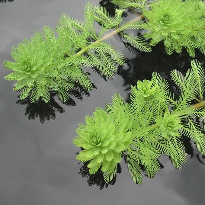 Chalily Parrot’s Feather, a Great Live Pond Plant for Your Water Garden. Filters The koi and Goldfish Pond. Good for Bogs, Plant Shelf or Shallow Water This marginal Aquatic is a Real Beauty