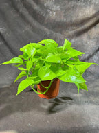 PLANTVERS Neon Pothos in a 6" Nursey Pot - Vibrant Lime Green Vining Plant - Air-Purifying Houseplant - Easy-Care Indoor Plant - Low Light Plant - Low Maintenance & Perfect for Indoor Garden & Office