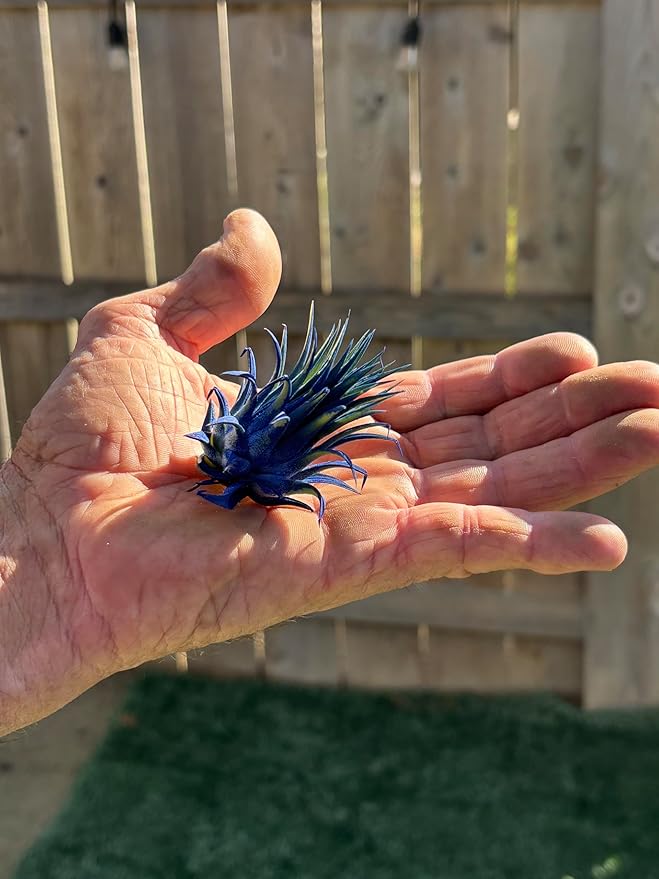 Air Plants - Tillandsia Ionantha - Organically Enhanced Color - Live Arrival Guaranteed - House Plants for Home Decor & Gift (Blue Bell 3pk + Heart)