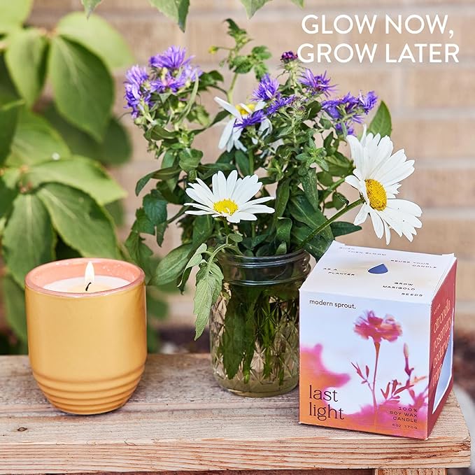 Modern Sprout - 2-in-1 Soy Candle & Planter - Last Light (Bug-Repelling Citronella, Rosemary, Cedarwood, Mint) 6 Oz Scented Candle with Marigold Seeds - Dual Purpose Jar - 38-40 Hour Burn