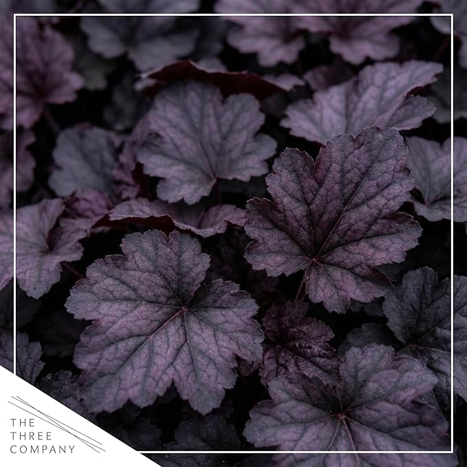 Live Heuchera Coral Bells 2-Pack – Black Olive – Shade Perennial Foliage Plant, 10” Tall, 1 Qt Pot
