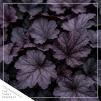 Live Heuchera Coral Bells 2-Pack – Black Olive – Shade Perennial Foliage Plant, 10” Tall, 1 Qt Pot